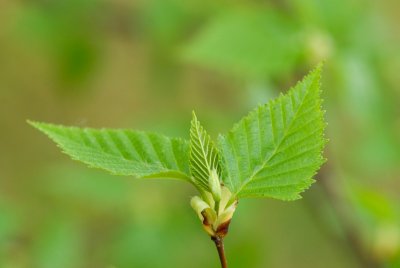 Betula papyrifera - bříza papírová - list jaro
